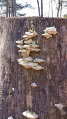 Fungi