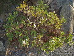 Pimelea traversii