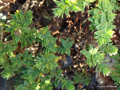 Pimelea traversii