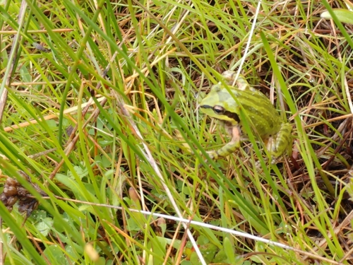 iNaturalist observation photo of Pacific chorus frog
