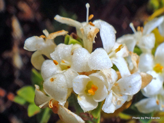 Pimelea traversii