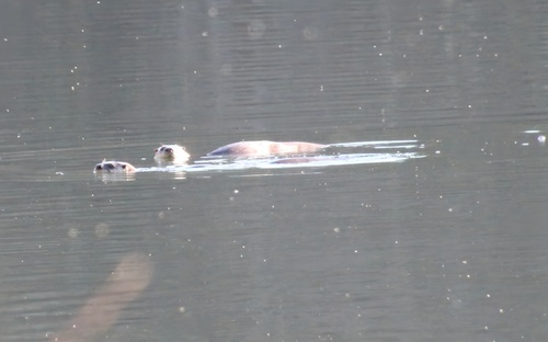North American River Otter photographed in West Virginia