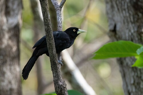 Yellow-billed Cacique (Amblycercus holosericeus), photo 6