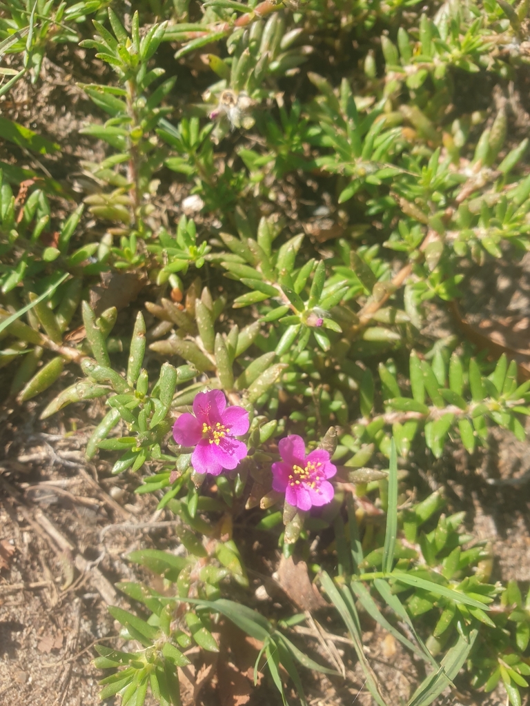 shaggy portulaca from Palm Beach QLD 4221, Australia on December 7 ...