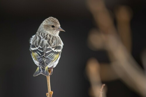 Pine Siskin (Spinus pinus), photo 3