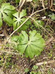 Podophyllum peltatum