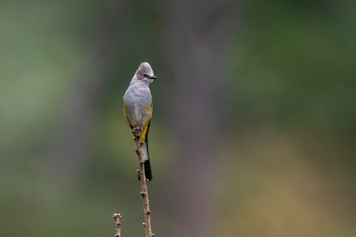Grey Silky-flycatcher (Ptiliogonys cinereus), photo 3