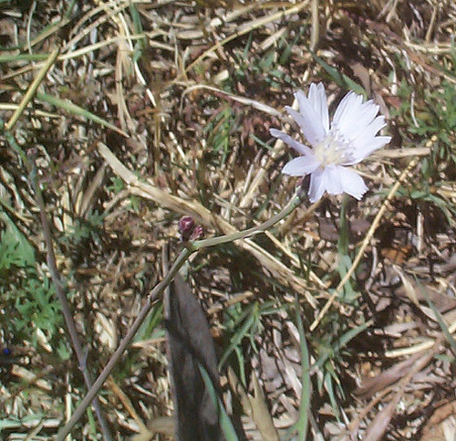 Lactuca inermis image