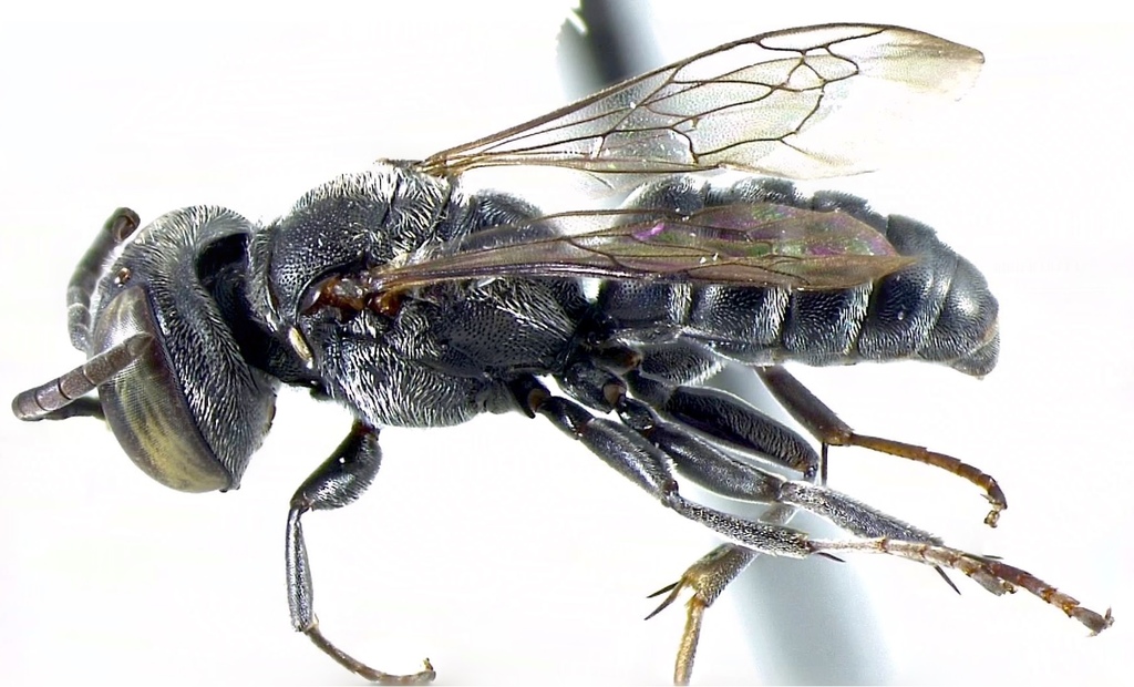 Pisonopsis birkmanni