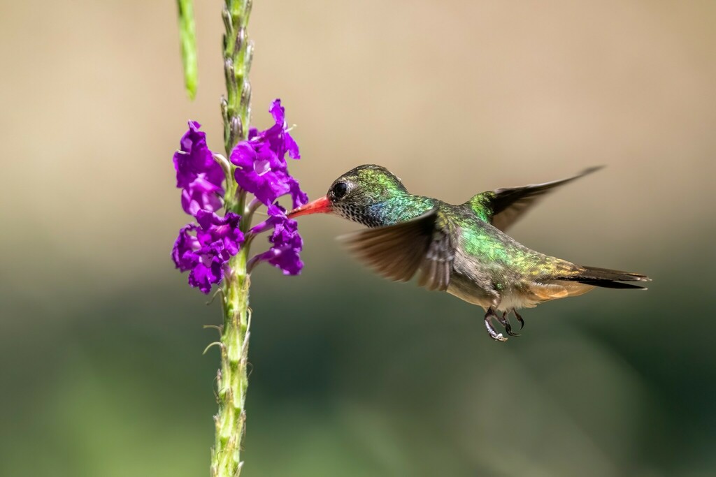 Blue-throated Goldentail (Chlorestes eliciae) photo