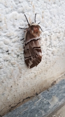 Endromis versicolora