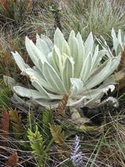 Espeletia pycnophylla