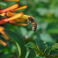 Apis mellifera