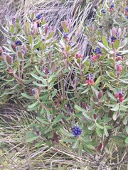 Monnina crassifolia