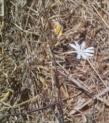 Lactuca inermis image