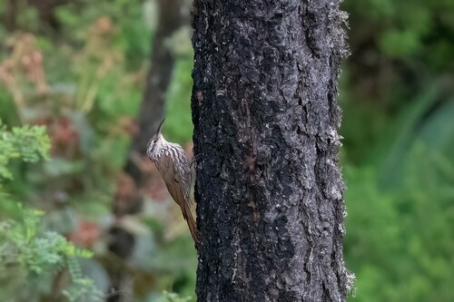 White-striped Woodcreeper (Lepidocolaptes leucogaster), photo 10