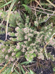 Alchemilla hispidula