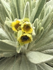 Espeletia pycnophylla