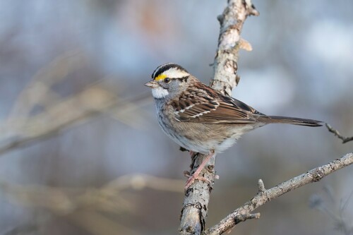 White-throated Sparrow photographed in Oklahoma