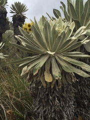 Espeletia pycnophylla