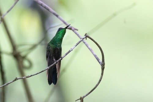 Mexican Woodnymph (Eupherusa ridgwayi), photo 8