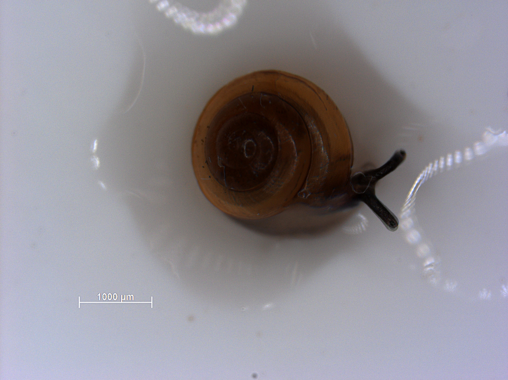 Habroconus semenlini