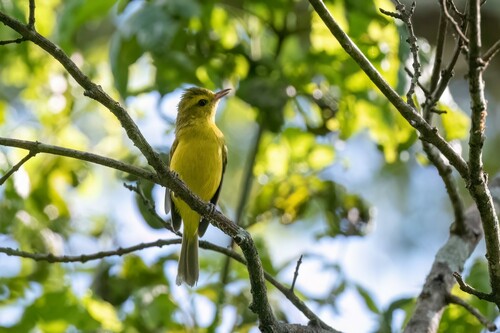 Vireo hypochryseus hypochryseus