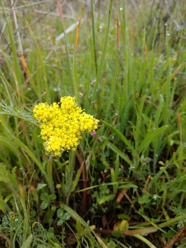iNaturalist observation photo of Foothill desert-parsley