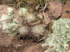 Mammillaria duwei