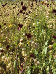 Caulanthus californicus