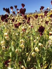 Caulanthus californicus