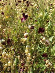 Caulanthus californicus