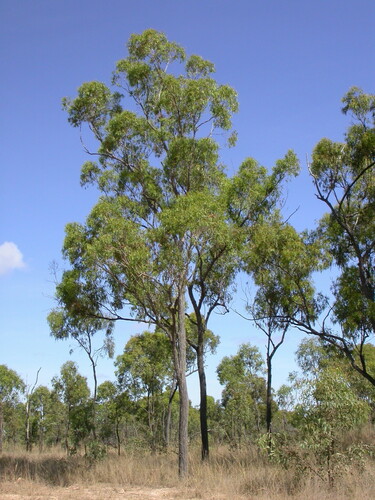 Eucalyptus drepanophylla