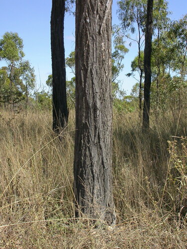 Eucalyptus drepanophylla 2