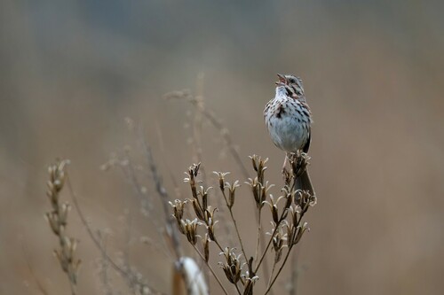 Song Sparrow photographed in Ohio