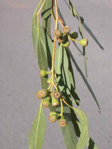 Eucalyptus drepanophylla 3
