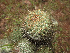 Coryphantha clavata clavata