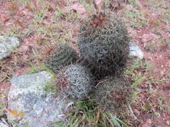 Coryphantha clavata clavata
