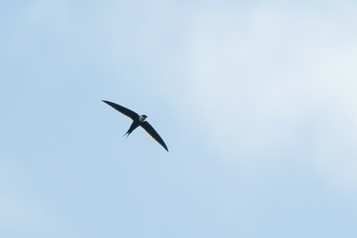 Great Swallow-tailed Swift