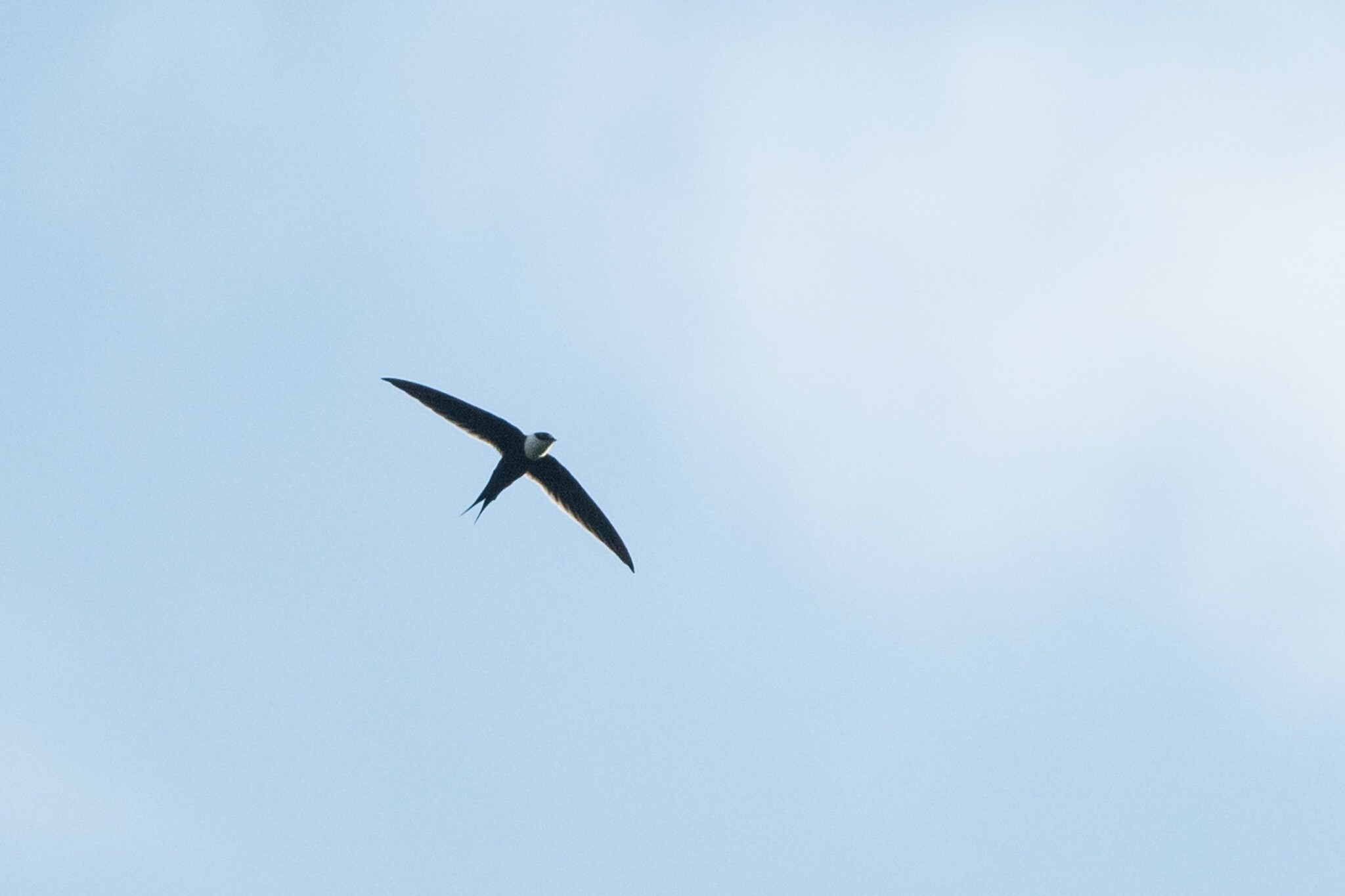 Great Swallow-tailed Swift (Panyptila sanctihieronymi), photo 6