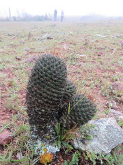 Coryphantha clavata clavata