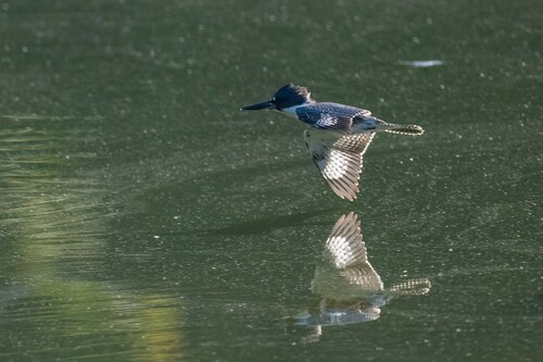 Belted Kingfisher photographed in Ohio