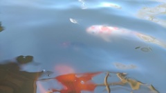Cyprinus rubrofuscus