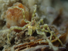 Ammothea hilgendorfi