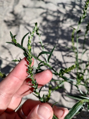 common bugseed (Corispermum pacificum)