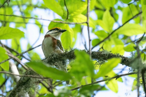 Chestnut-sided Shrike-Vireo
