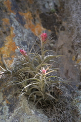 Tillandsia nana