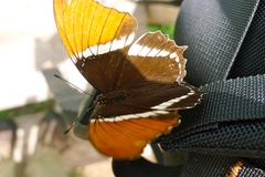 Siproeta epaphus epaphus