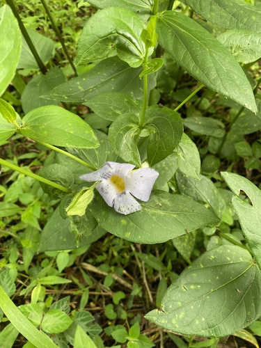 Thunbergia natalensis (Thunbergia natalensis)