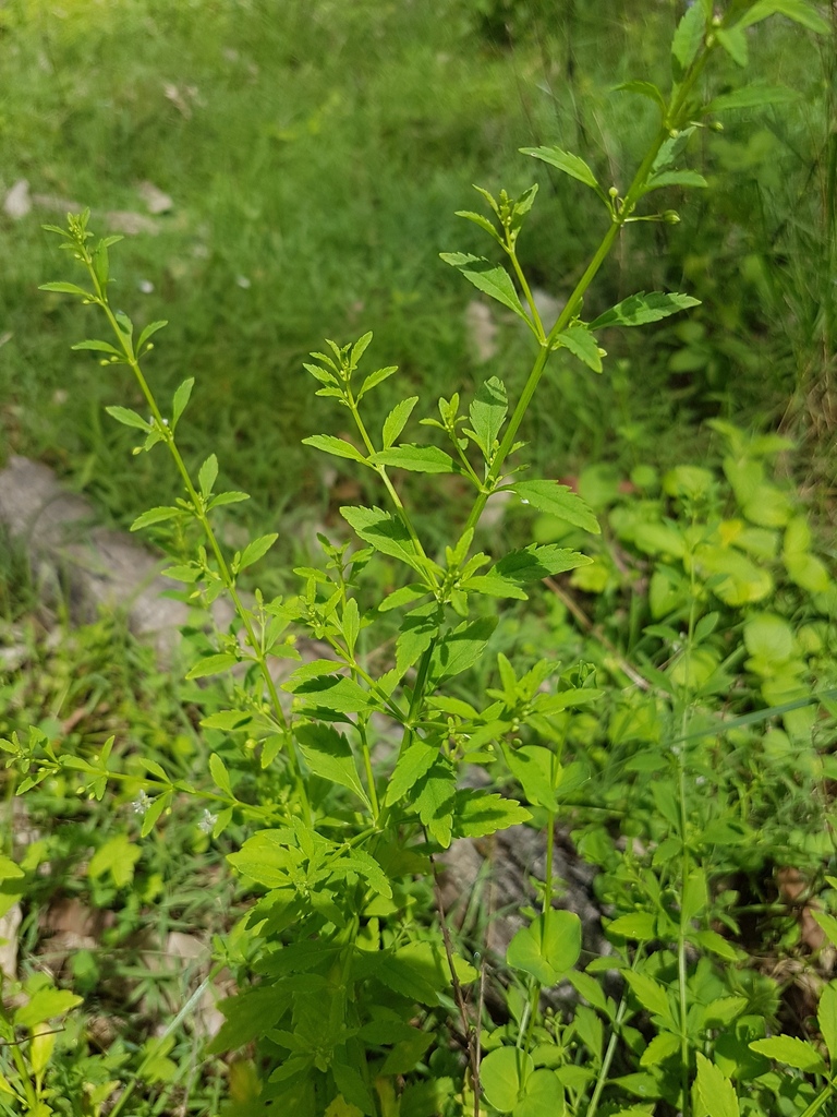 licorice weed in December 2017 by pcopping_ecp · iNaturalist